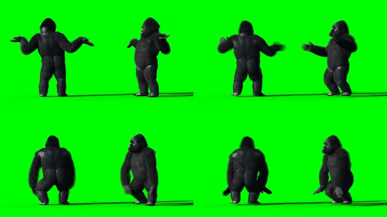 有趣的舞蹈大猩猩。现实的皮毛。绿屏动画。