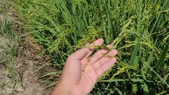 泰国的农业质量检查大米。食品概念。