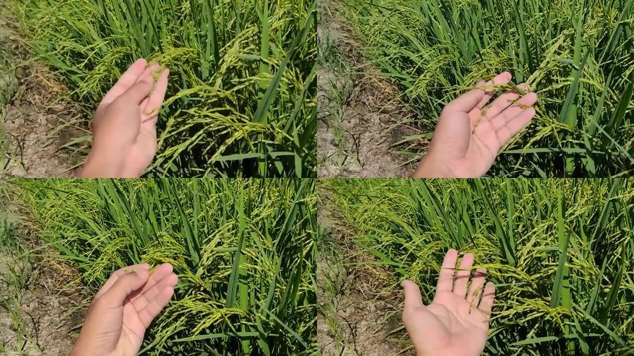 泰国的农业质量检查大米。食品概念。