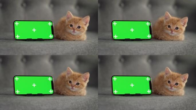 小红小猫躺在绿屏iPhone 12。猫和小猫的商品广告。色度键。俄罗斯莫斯科2021年10月4日