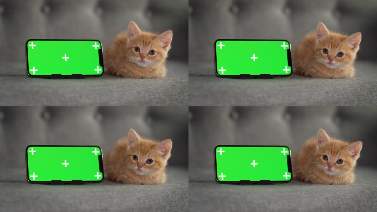 小红小猫躺在绿屏iPhone 12。猫和小猫的商品广告。色度键。俄罗斯莫斯科2021年10月4日
