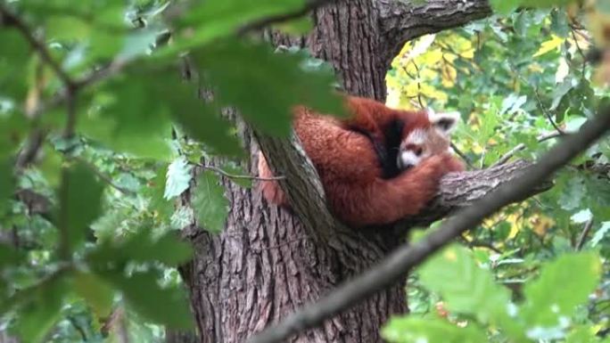 小熊猫，火狐或小熊猫 (Ailurus fulgens) 在树上休息。