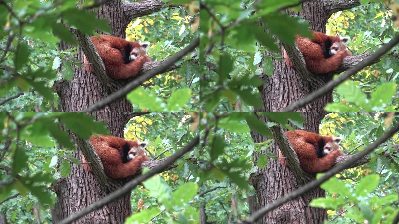 小熊猫，火狐或小熊猫 (Ailurus fulgens) 在树上休息。