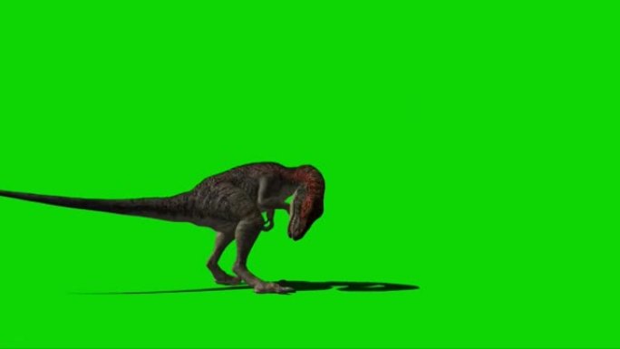 迅猛龙恐龙在绿色屏幕上攻击