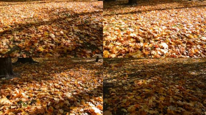 地面上撒满了鲜黄色的叶子
