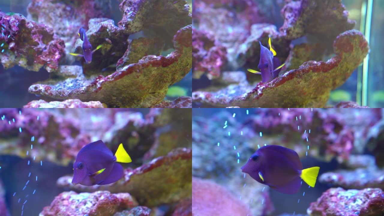 黄尾斑马鱼是海鱼，体紫蓝色，尾亮黄色