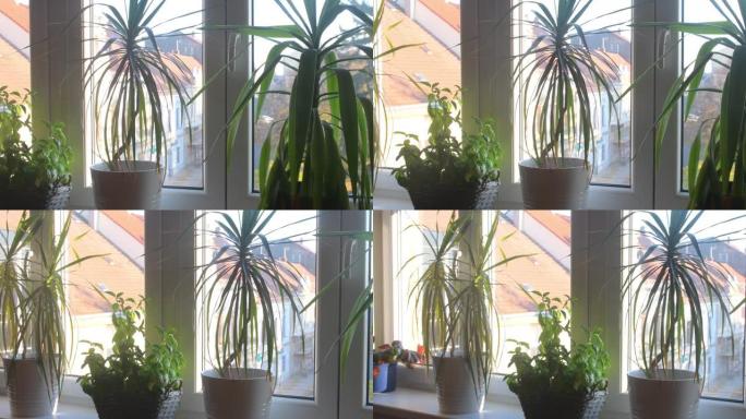 窗外秋天时，在窗台上的公寓中查看室内植物。室内植物在花盆中生长为常绿室内植物的场景