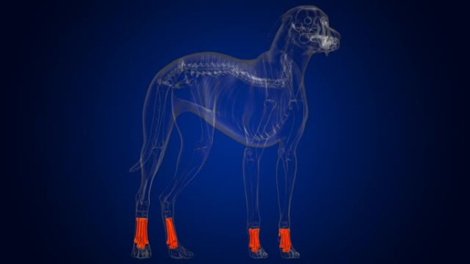 跖骨狗骨骼解剖医学概念3D
