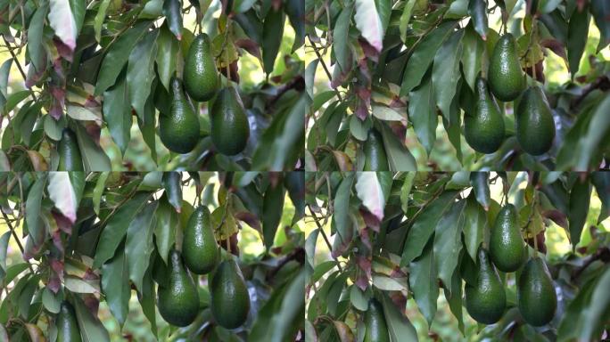 Ettinger鳄梨挂在树上采摘