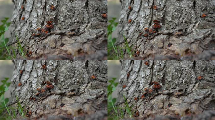 树皮上有许多红甲虫，红兵是昆虫的一种。红甲虫繁殖。