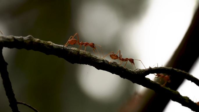 树枝上忙碌的蚂蚁