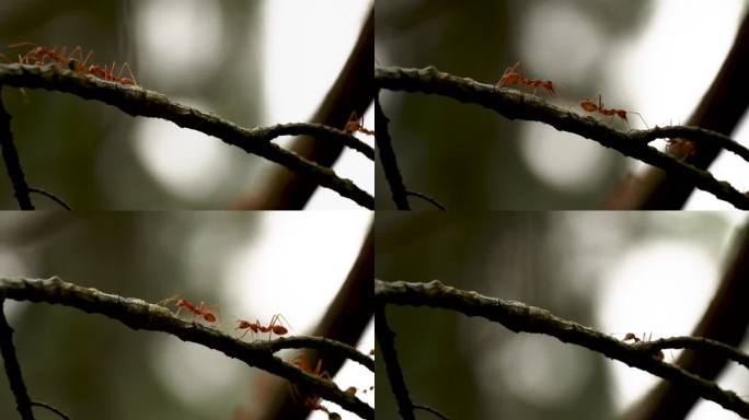 树枝上忙碌的蚂蚁