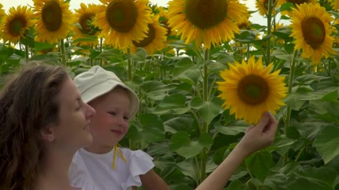 妈妈和女儿正在嗅向日葵。一个女人和一个女孩在大自然中行走。夏天一起在阳光下玩耍。黄色的花朵在夏天盛开