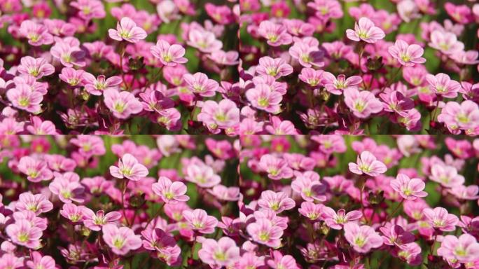 晴天粉红色虎眼草花在风中摇曳的特写背景