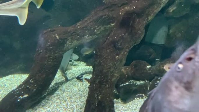 鱼漂浮水族馆鲟鱼水下特写