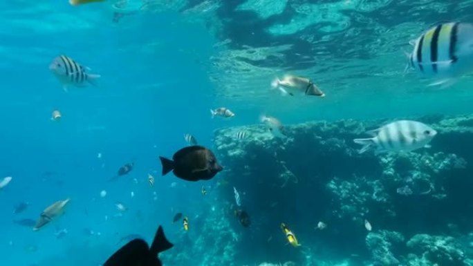 好奇的鱼群游泳，看着相机镜头。对角蝴蝶鱼 (Chaetodon fasciatus) 、红海帆鳍鱼 