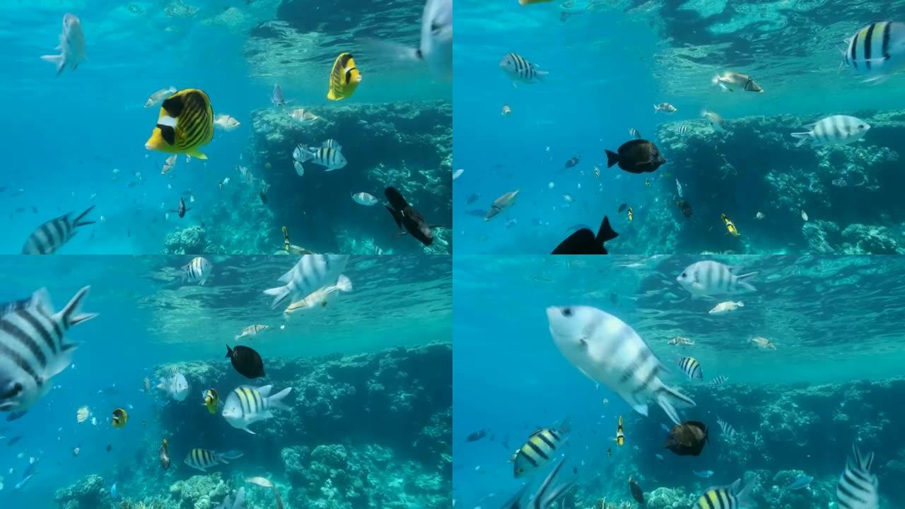 好奇的鱼群游泳，看着相机镜头。对角蝴蝶鱼 (Chaetodon fasciatus) 、红海帆鳍鱼 