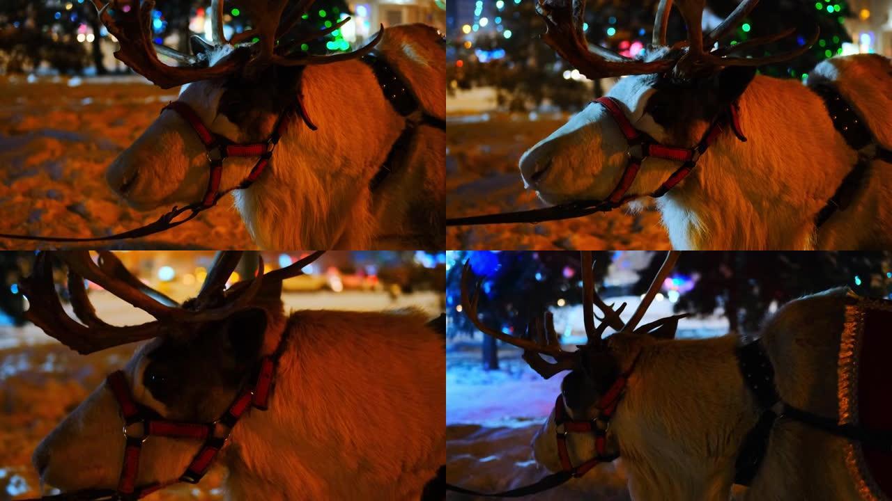 新年传统节日中的北方圣诞鹿或麋鹿