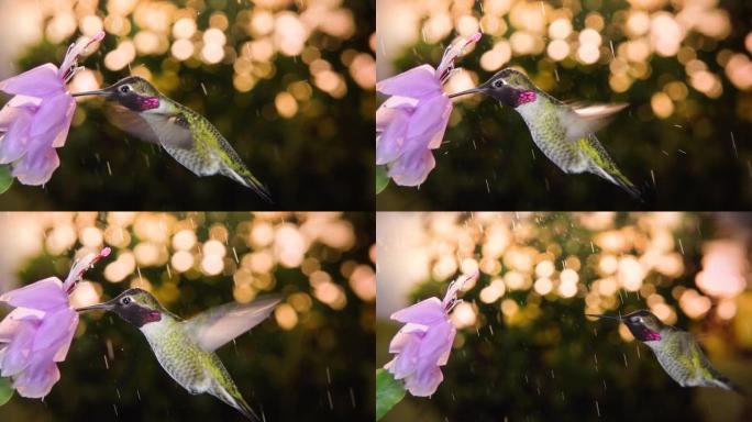 雄性蜂鸟探花并摆脱雨水，用平底锅和变焦慢动作