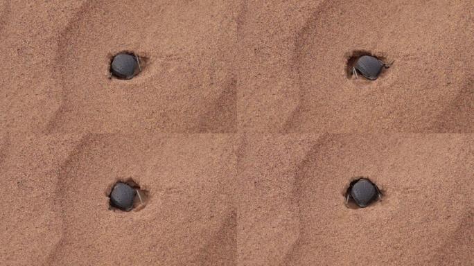 圣甲虫在撒哈拉沙漠的沙子中挖掘貂皮