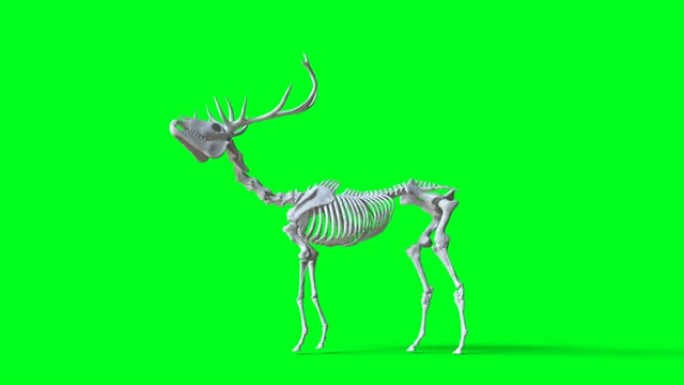 绿屏上的骷髅鹿动画。隔离。逼真的4k动画。