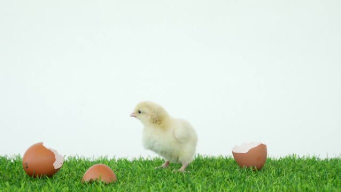 小鸡从鸡蛋中孵化出来。贝壳里的鸟。一个有趣的视频。家禽农场和健康宠物。鸡和公鸡。小鸡。