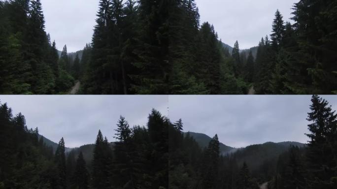 在迷雾森林的树梢上极端近距离飞行。空中拍摄fpv运动无人机绿色自然山谷景观与山地丘陵地形。动态高速旋