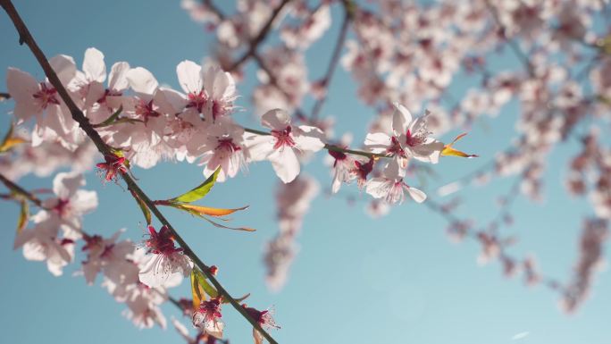 春天阳光下盛开的桃花