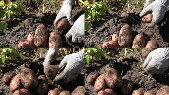 人从地里挖土豆。