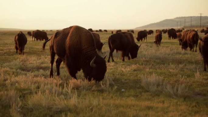 科罗拉多野生北美野牛和草原