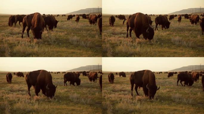 科罗拉多野生北美野牛和草原