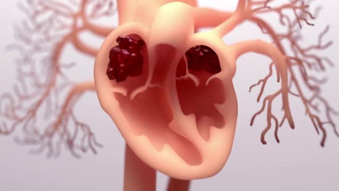 人体心脏3d插图，血液流经心脏人体心脏解剖泵血液通过心血管系统。
