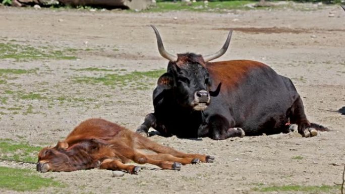 婴儿Aurochs，赫克牛，Bos primigenius taurus，声称与灭绝的aurochs