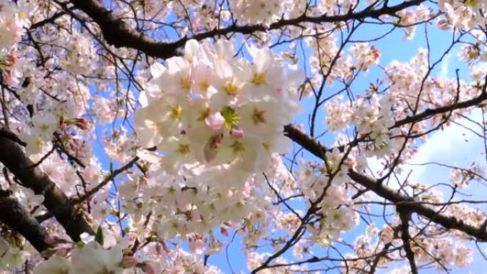 盛开的樱花白色芬芳扑鼻爱情