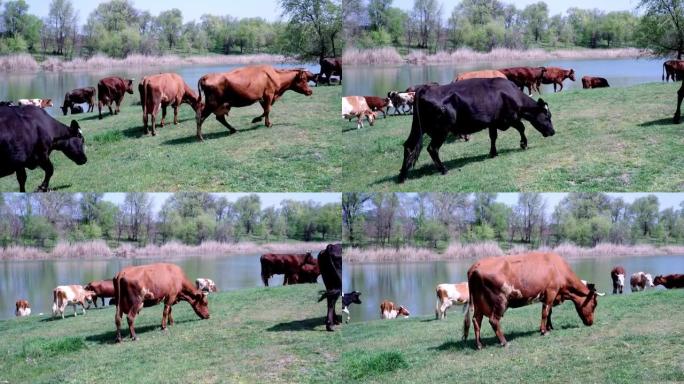 在河边的绿色草地上放牧的牛群。牧羊人领着一群奶牛。