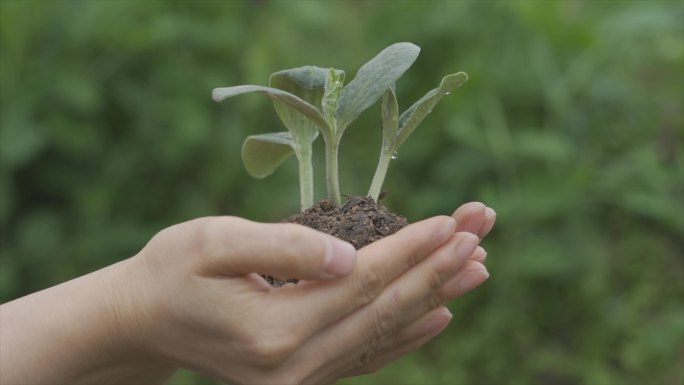 双手托起希望保护地球公益广告慈善关爱儿童