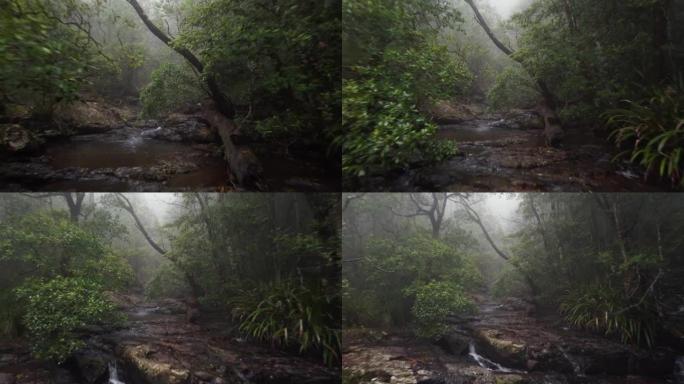 薄雾笼罩的雨林溪流，澳大利亚黄金海岸附近的Springbrook NP