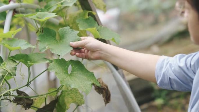 可持续的生活方式亚洲华人中年妇女检查她的有机农场增长与数字平板记录在后院