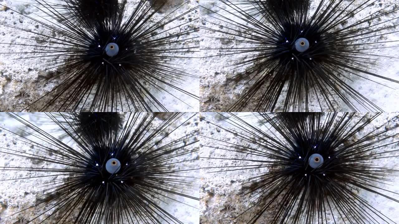 地中海长刺海胆 (Centrostephanus longispinus) 的高清录像