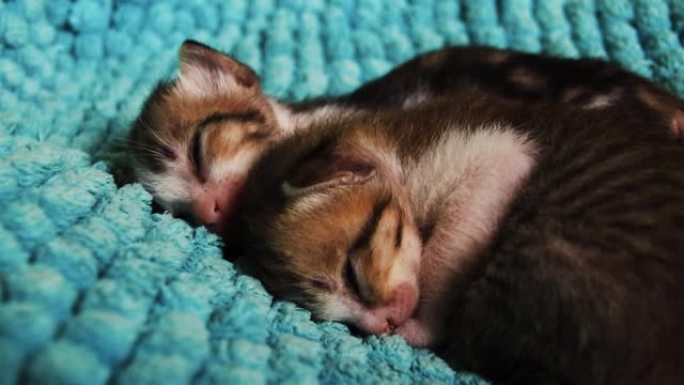 两只小猫睡在一起