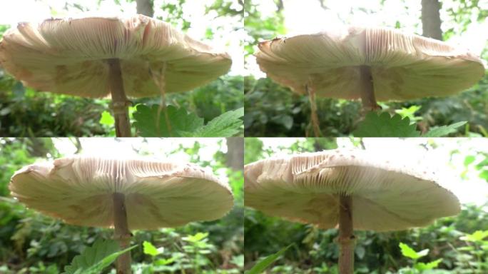 野生蘑菇，伞菌科，在路边，潘从下面特写
