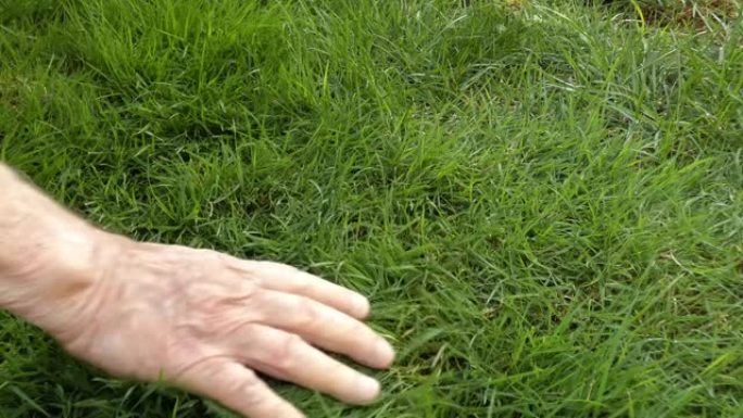 一位老人的手抚摸着绿草。