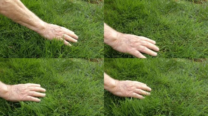 一位老人的手抚摸着绿草。