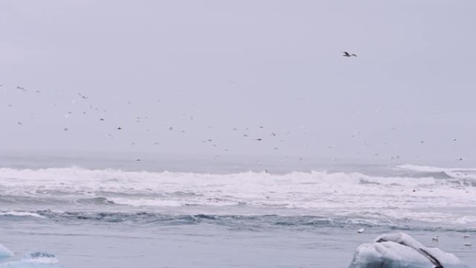 冰岛钻石海滩上空的海鸥