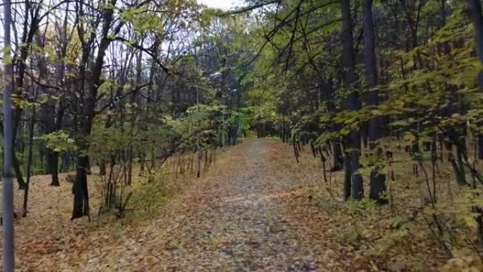 在森林中慢跑的运动之路被落叶覆盖。一年四季的概念，秋天。树干深色的高大树木。镜头向前。