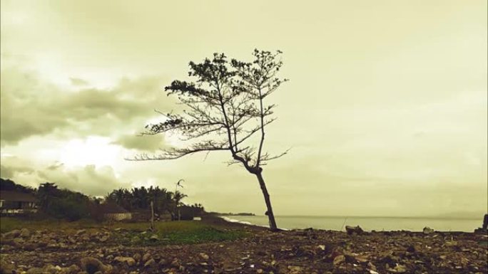 巴厘岛勒邦海滩上的干树。黄色调树木视频