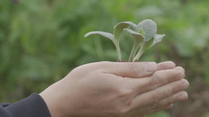 生态保护公益供稿手捧嫩苗万物复苏保护地球