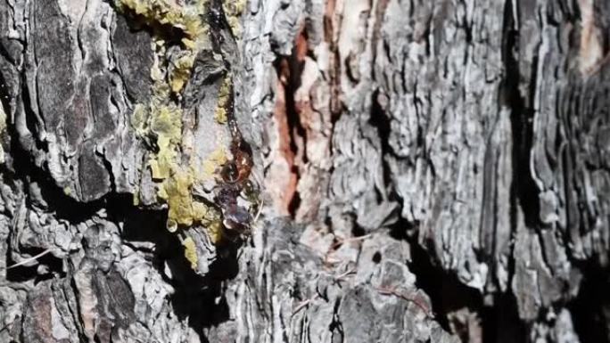 意大利格兰帕拉迪索国家公园落叶松鲈鲈上的树脂。