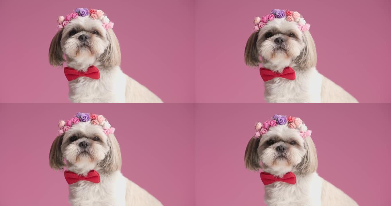 可爱的西施犬戴着鲜花头带和粉红色背景上的红色领结
