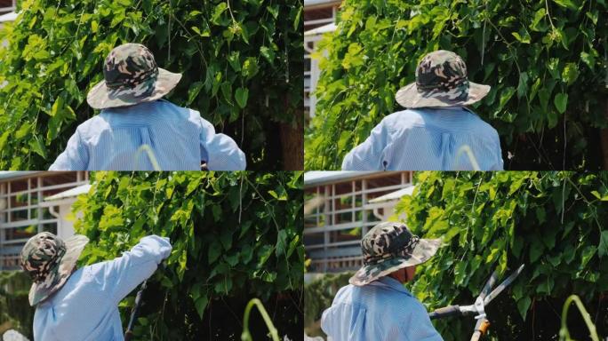 一个专业的园丁熟练地切割树枝。花园护理和装饰